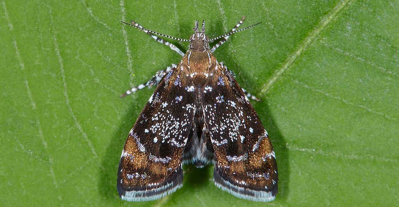 Choreutidae? s, Procoreutis sehestediana